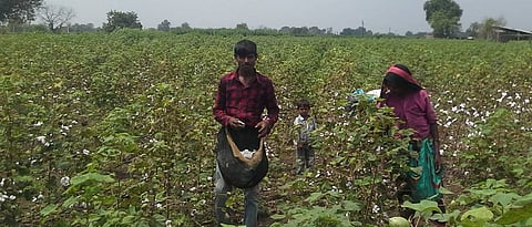 Crop Advisory