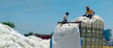 Cotton Market