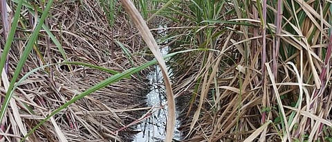 Sugarcane Trash