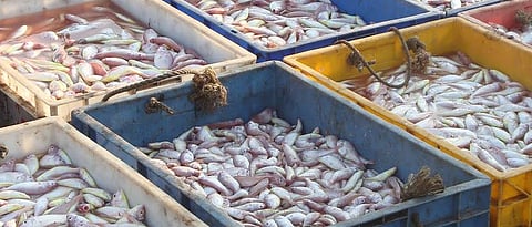 Fish