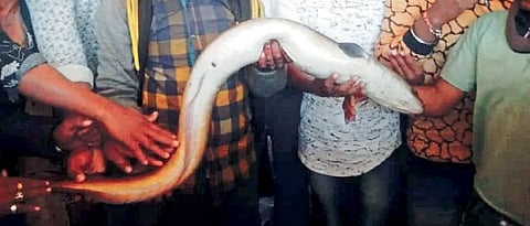 उजनीत सापडला दुर्मीळ आहेर मासा