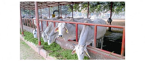जनावरांना दररोज ताजा हिरवा चारा द्यावा.