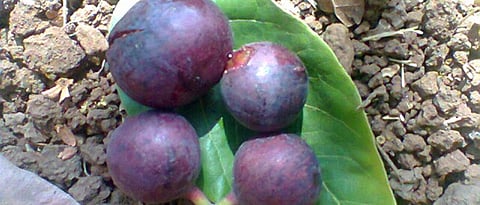 हुम्भची पिकलेली फळे