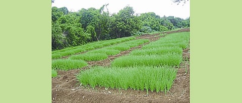 गादीवाफ्यावर सुधारित पद्धतीने कांदा रोपवाटिका