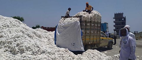 Cotton Procurement