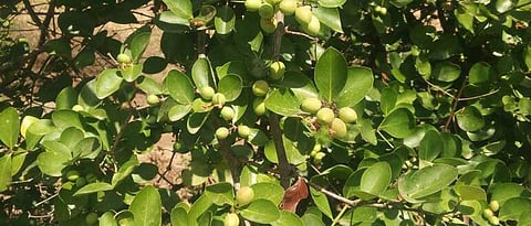karvanda_web_1