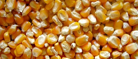 Maize