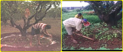 आंबा कलमाभोवती चर खणून रासायनिक खते द्यावीत. आवश्‍यक आहे. तसेच हिरवळीची खते गाडून सेंद्रिय खताचा पुरवठा करावा