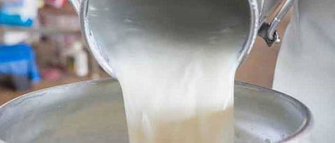 milk 