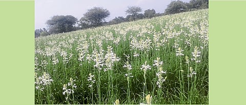 निशिगंध लागवड शेतकऱ्यांसाठी अधिक फायदेशीर ठरते.