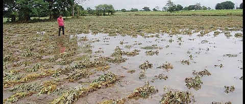 Crop Insurance
