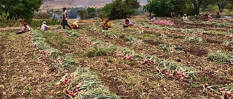 खानदेशातील कांदा काढणी हंगाम लांबला