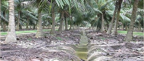 Drain the excess water from the coconut orchard.