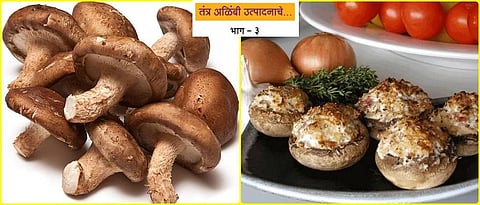 health Benefits of mushroom