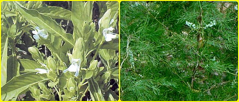 Asparagus and Adulsa