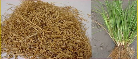 Vetiver 
