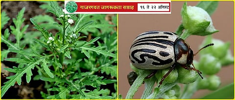 Zygograma insect helps to control Parthenium hystirophores grass 