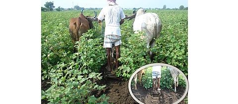  पिकात जलसंधारणासाठी तसेच अतिरिक्त पाण्याच्या निचऱ्यासाठी ठराविक ओळीनंतर चर काढावा.