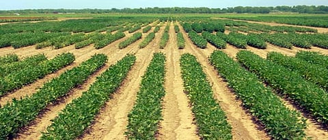 Seed Production