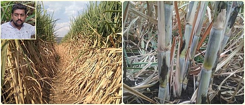 Vigorously grown sugarcane.