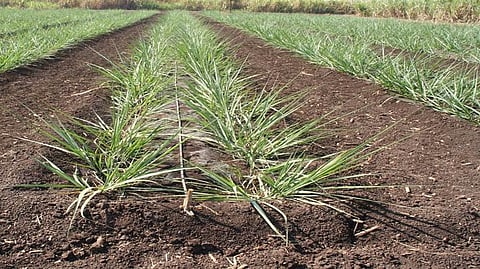 Sugarcane Fertilizer