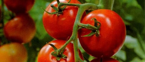 Tomato