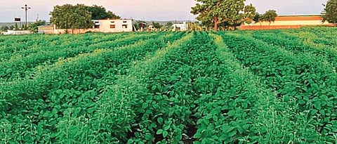  In Aurangabad, Jalna and Beed districts, soybean and tur are expected to grow