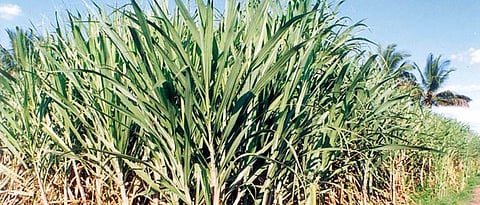 Campaign to increase sugarcane productivity to 125 tons per hectare in Kolhapur district!