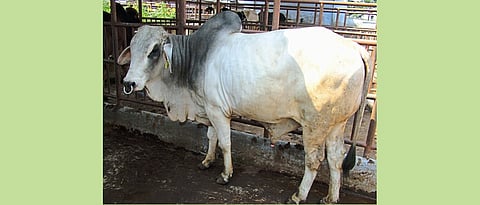 वळूच्या संगोपनासाठी संतुलित व सर्वांगीण आहाराची आवश्‍यकता असते. 