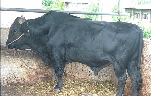 पैदाशीच्या वळूचे आहार व्यवस्थापन 
