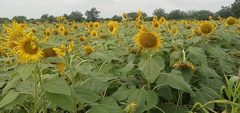  Sunflower Crop