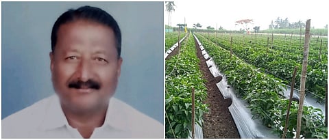 प्रकाश जाधव व महापुरापूर्वीचा ढोबळी मिरचीचा प्लॉट.