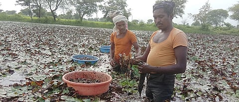 शिंगाडा तोडणी करताना मजूर 