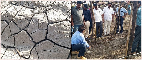 पूरग्रस्त द्राक्षवेलीची मुळे कार्यरत करण्याकडे लक्ष द्यावे 