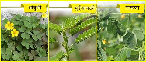 रानभाज्यांचे आहारातील महत्त्व