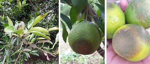 Management of brown decay, stalk rot on citrus fruits