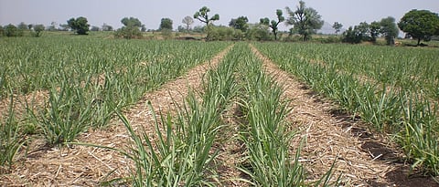 Crop Management