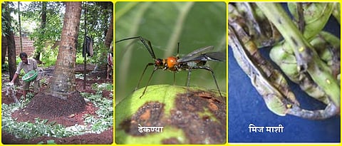 फळबाग सल्ला (कोकण विभाग)
