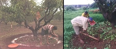 फळबागेचे पावसाळ्यातील खत व्यवस्थापन