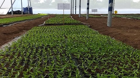  Nursery Scheme