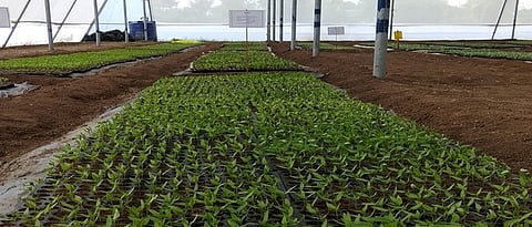  Nursery Scheme