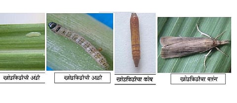 उसातील खोड किडीचे नियंत्रण 