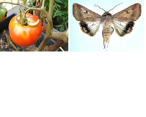  Tomato Pests 