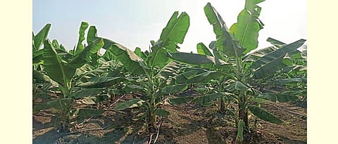 Integrated nutrient management is essential for increasing the yield of banana crop