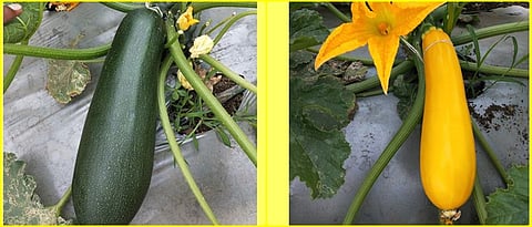 Zucchini 