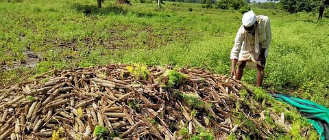 Crop Damage