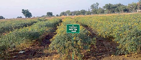 Soybean, Cotton, Tur