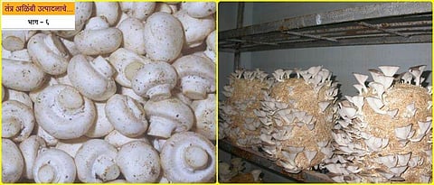  mushroom