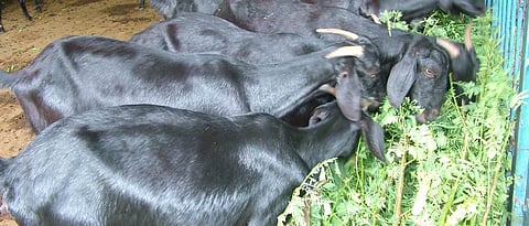 provide nutritious fodder to goats