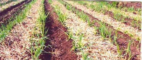 crop residue management through cultivation